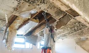 Best Basement Mold Removal  in Brentwood, TN